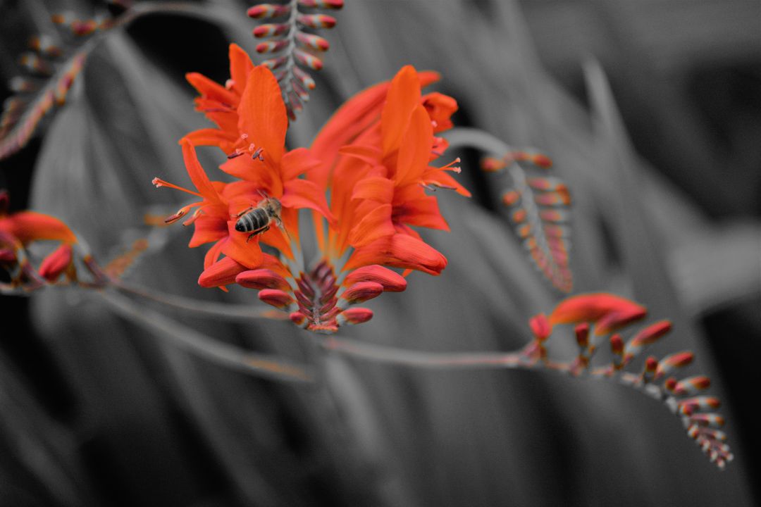 Bee Pollinating Bright Red Flowers in Wild Garden - Free Images, Stock Photos and Pictures on Pikwizard.com