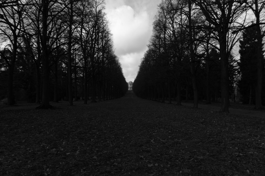 Eerie Forest Path with Bare Trees on Cloudy Day - Free Images, Stock Photos and Pictures on Pikwizard.com