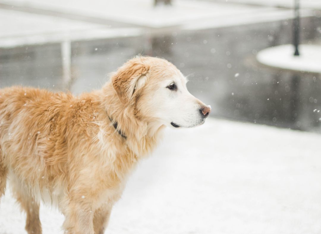 Golden Retriever Standing in Snowy Weather - Free Images, Stock Photos and Pictures on Pikwizard.com