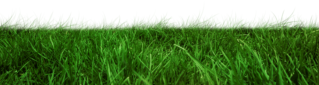 Lush Green Grass on Transparent Background for Natural Landscapes