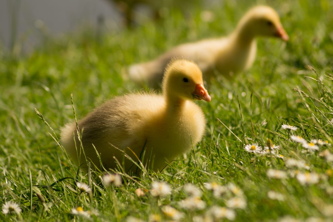 Two Ducklings Walking on Grass Among Daisies - Free Images, Stock Photos and Pictures on Pikwizard.com