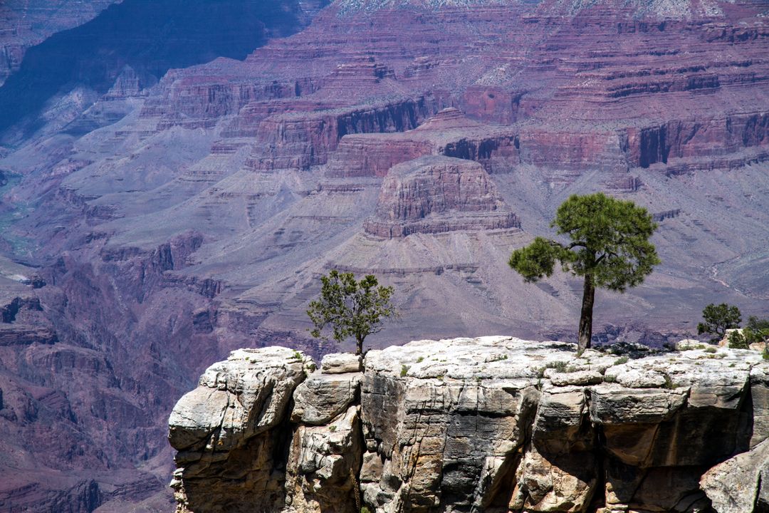 Scenic Overlook of Grand Canyon with Trees on Rocky Cliff - Free Images, Stock Photos and Pictures on Pikwizard.com