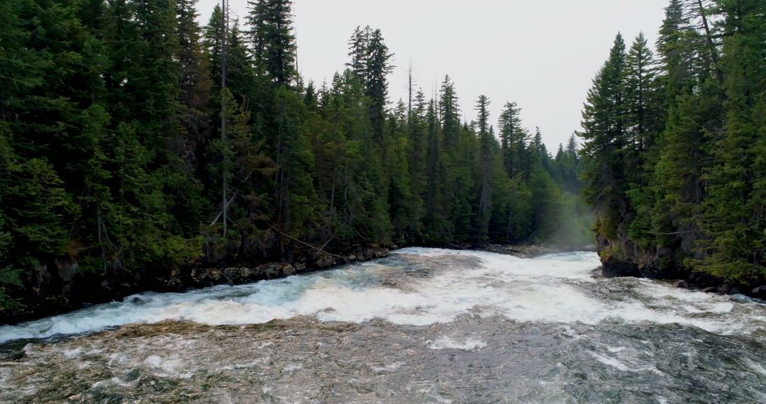 Rushing River Flowing Through Dense Coniferous Forest - Free Images, Stock Photos and Pictures on Pikwizard.com