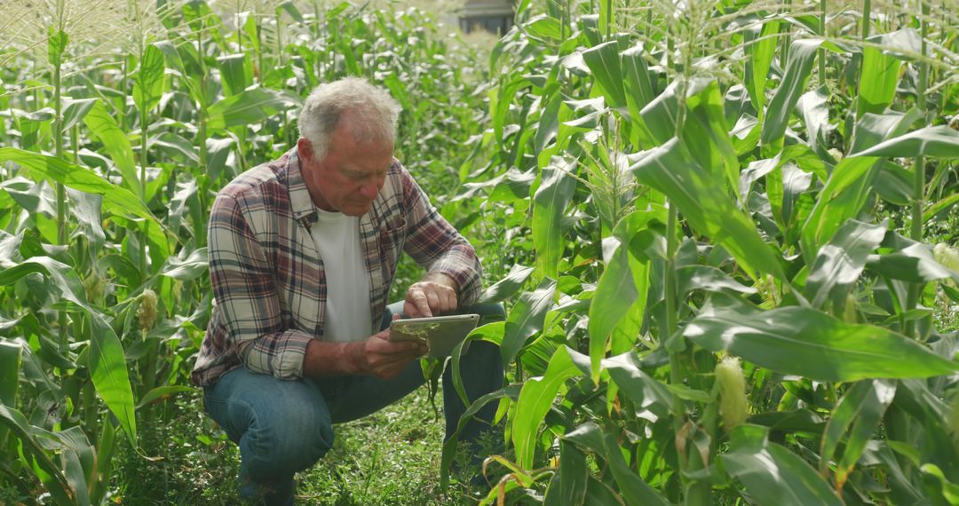 Senior Male Farmer Using Digital Tablet in Cornfield for Crop Management - Free Images, Stock Photos and Pictures on Pikwizard.com