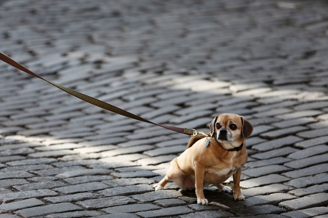 Small Dog on Leash Sitting on Cobblestone Street - Free Images, Stock Photos and Pictures on Pikwizard.com