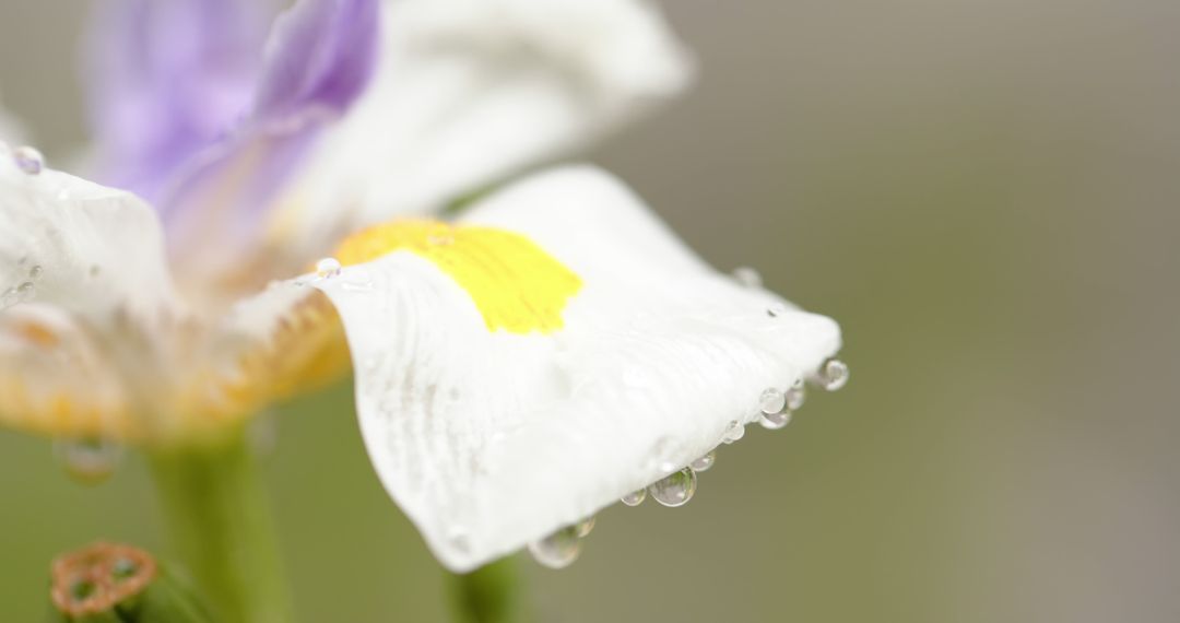 Close-Up of White Flower Petals with Dew Drops in Soft Focus - Free Images, Stock Photos and Pictures on Pikwizard.com