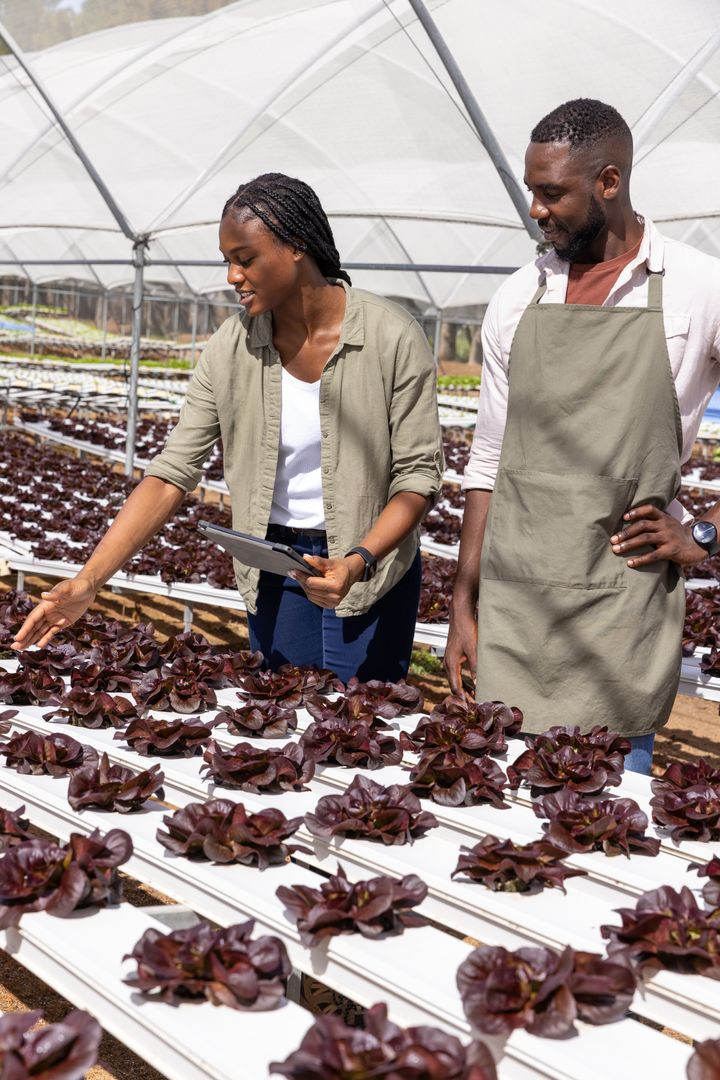 African American Colleagues Inspecting Hydroponic Red Lettuce in Greenhouse