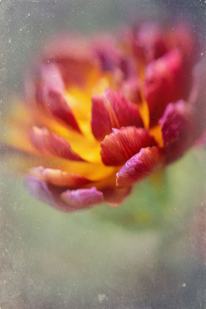 Blossoming Vintage Ranunculus with Deep Red Petals and Golden Center, Soft Focus Macro