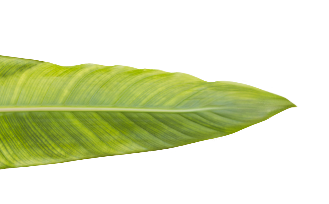 Green Leaf with Copy Space on Transparent Background Isolated PNG - Download Free Stock Images Pikwizard.com