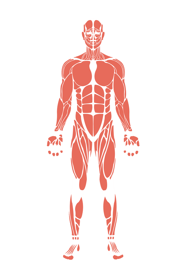 Transparent Human Muscle Diagram on PNG Format for Educational Use