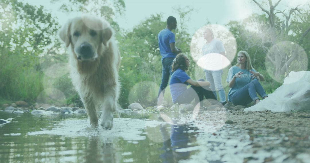 Golden Retriever Splashes in River Near Friends Socializing
