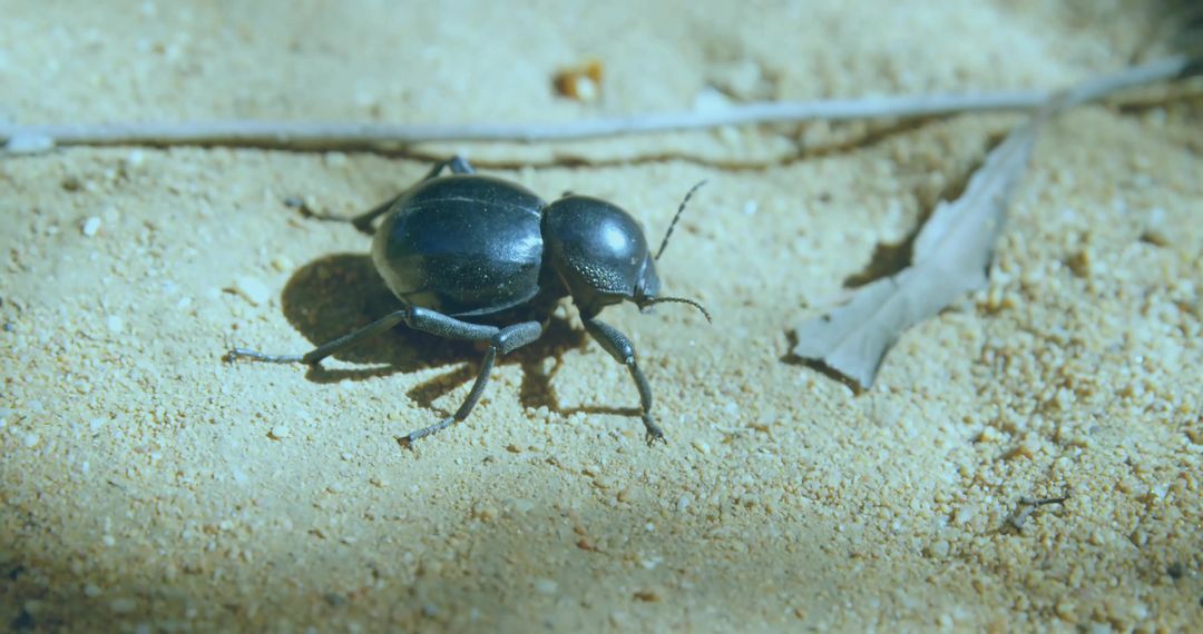 Metallic Beetle on Forest Floor with Pebbles and Organic Debris