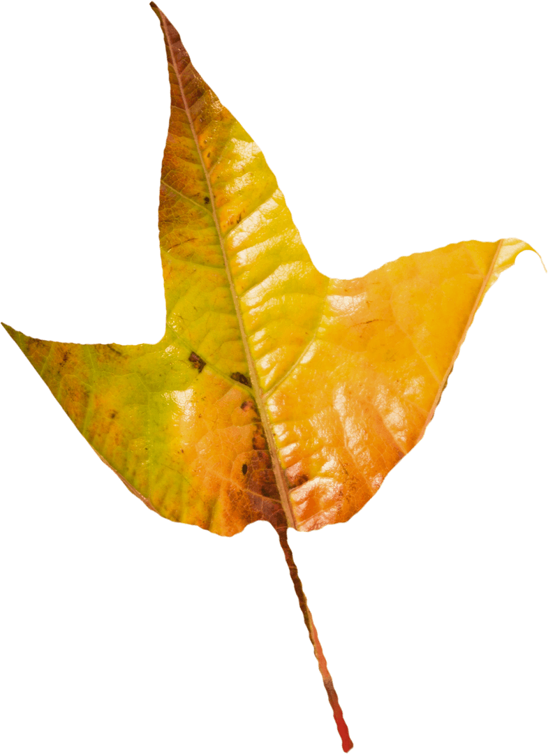 Transparent Autumn Leaf Gradient Displaying Seasonal Transition