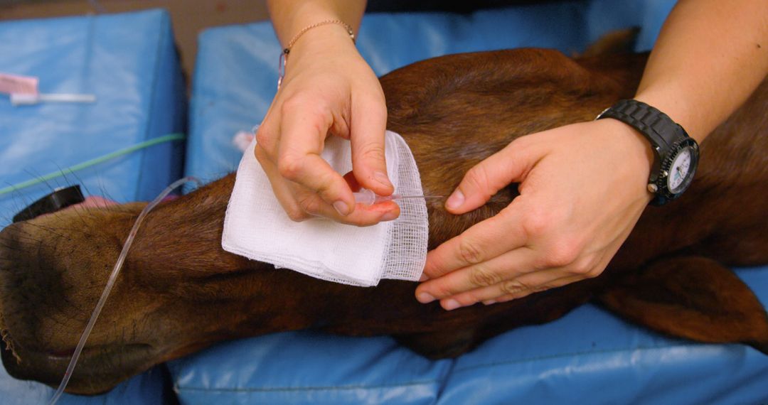 Veterinary Surgeon Administers Injection to Horse with Precision