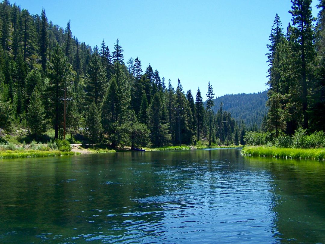 Idyllic Mountain River Flowing Through Coniferous Forest - Free Images, Stock Photos and Pictures on Pikwizard.com