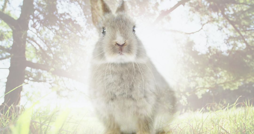 Charming Rabbit in Forest Bathed in Gentle Sunlight