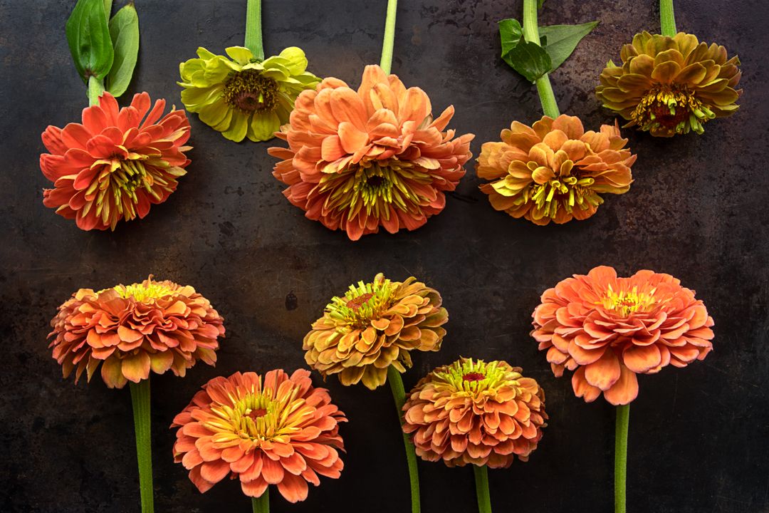 Vibrant Orange and Yellow Zinnias Arranged on Rustic Dark Surface