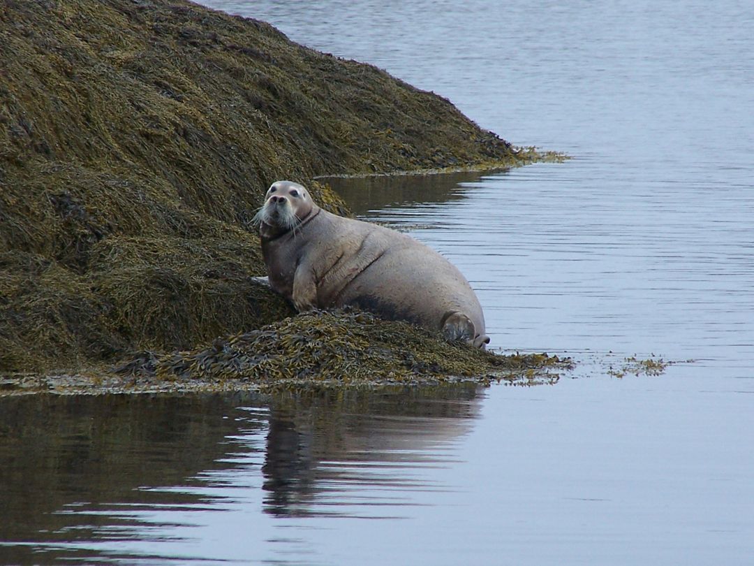 Seal resting on seaweed-covered rocks near shoreline - Free Images, Stock Photos and Pictures on Pikwizard.com