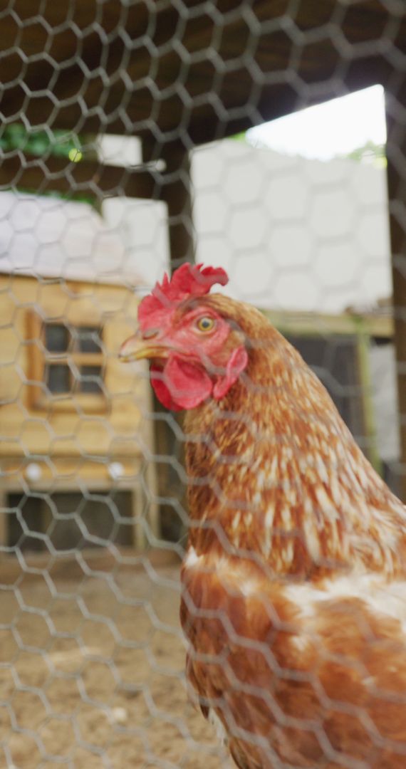 Chicken in Farmyard Bin S Ve Inside Enclosure