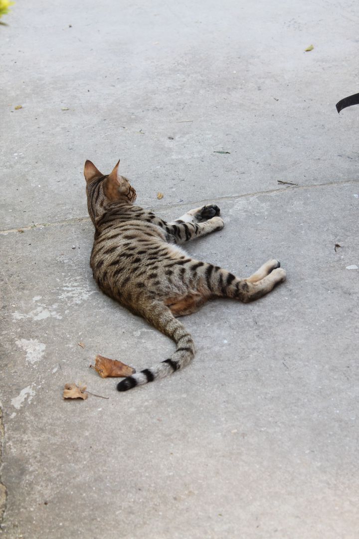 Bengal Cat Relaxing on Concrete Surface - Free Images, Stock Photos and Pictures on Pikwizard.com