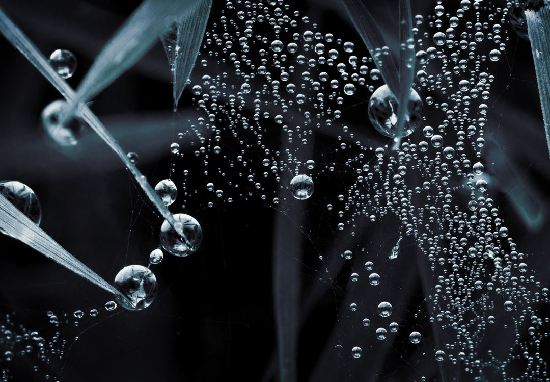 Close-up of Dandelion Seeds with Dew Drops - Free Images, Stock Photos and Pictures on Pikwizard.com
