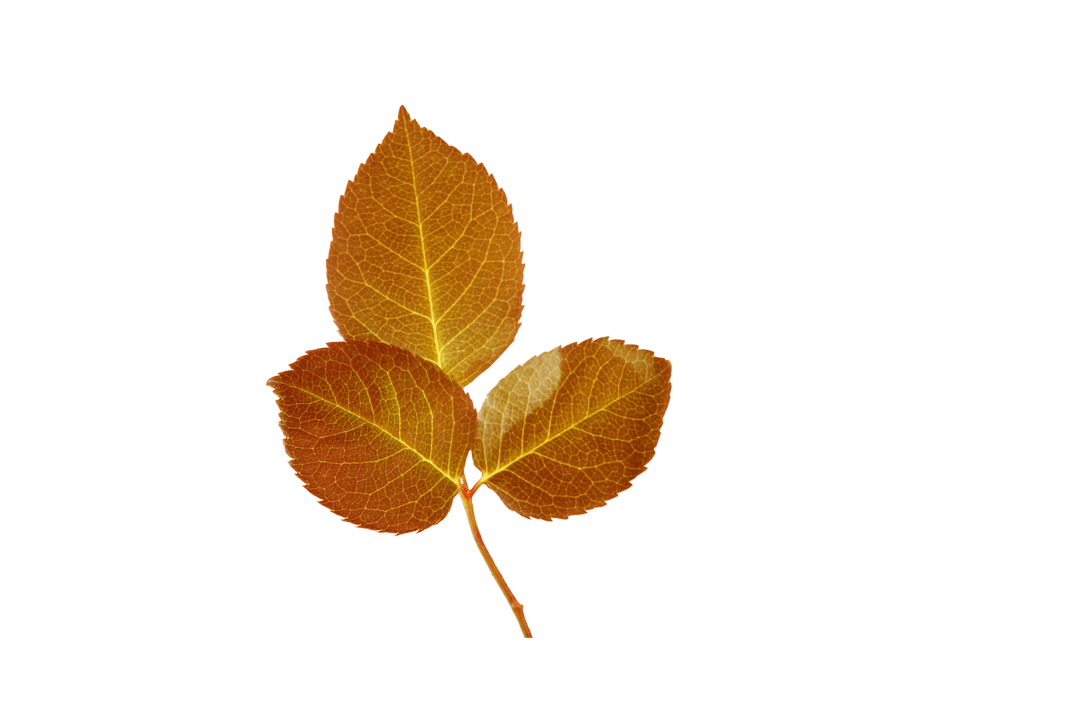 Autumn Brown Leaves on Transparent Background Isolated