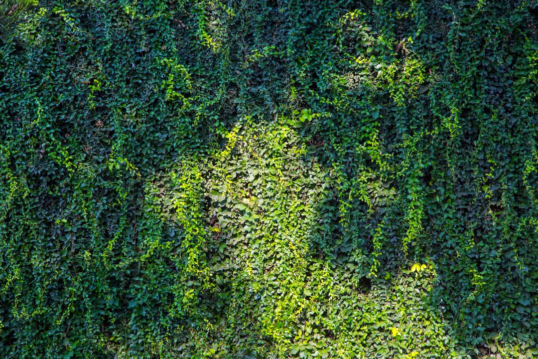 Lush Green Ivy Wall with Sunlight Patterns - Free Images, Stock Photos and Pictures on Pikwizard.com