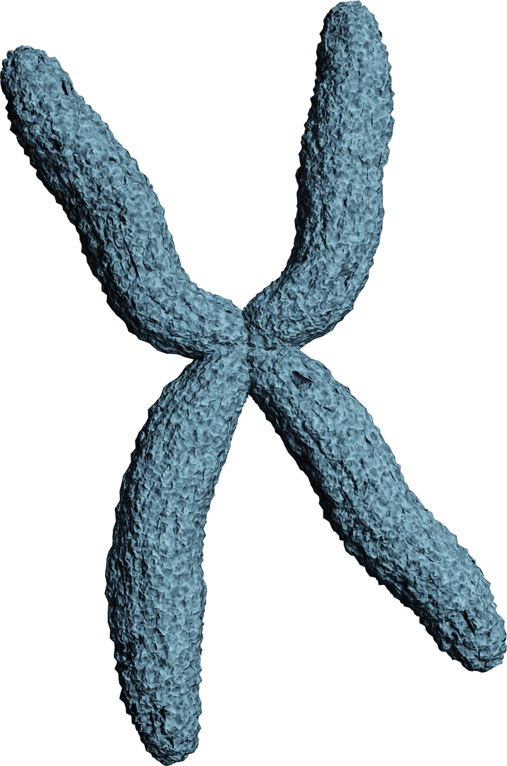 3D Transparent Chromosome Model for Medical and Genetic Illustration