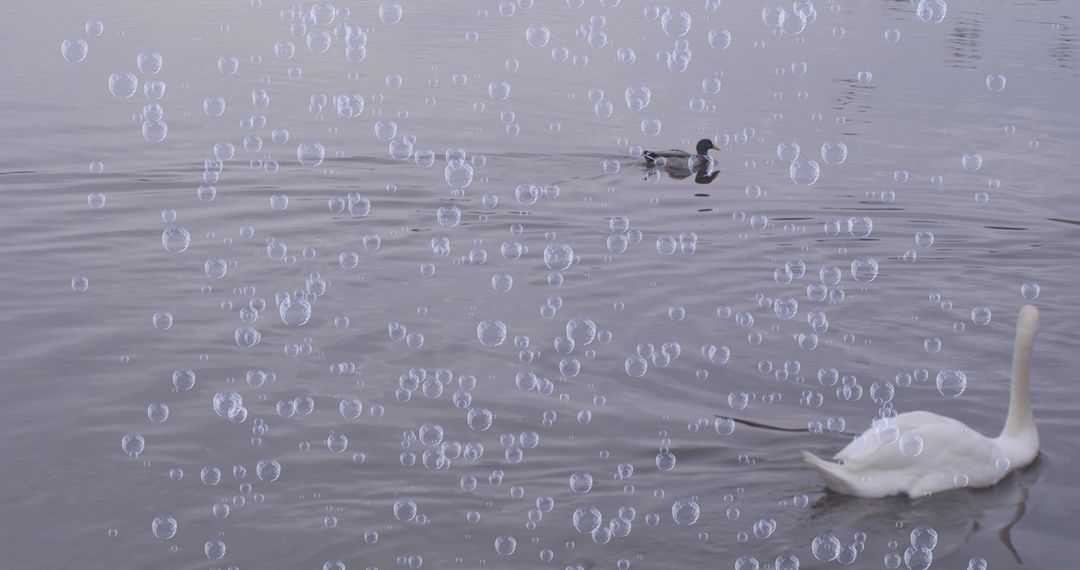 Magical Lake Scene with Bubbles, Ducks and Swan in Tranquil Setting