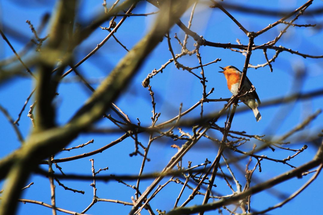 Singing Robin Perched on Bare Tree Branch Against Blue Sky - Free Images, Stock Photos and Pictures on Pikwizard.com