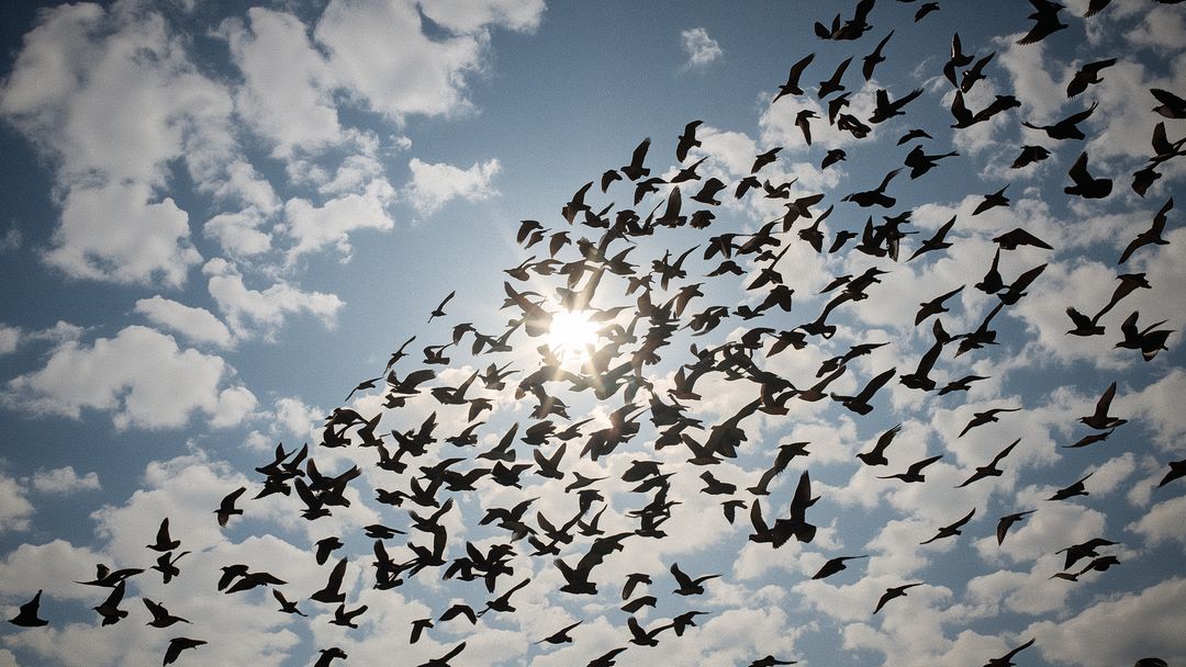 Flock of Birds Silhouetted Against Sunny Cloudy Sky
