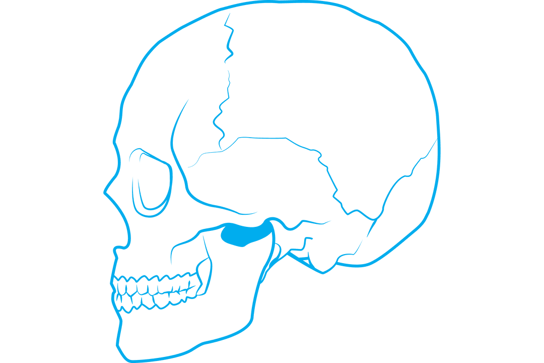 Transparent Blue Outline Skull Illustration Lateral View