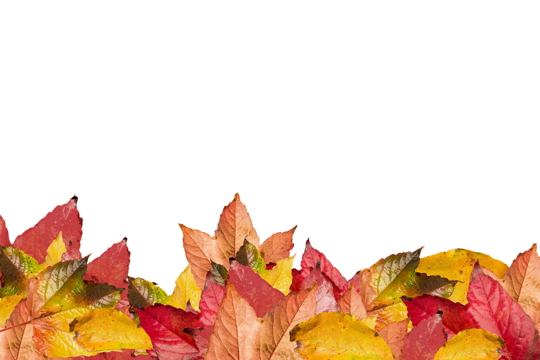 Colorful Autumn Leaves Arranged on Transparent Background for Design Use - Download Free Stock Images Pikwizard.com