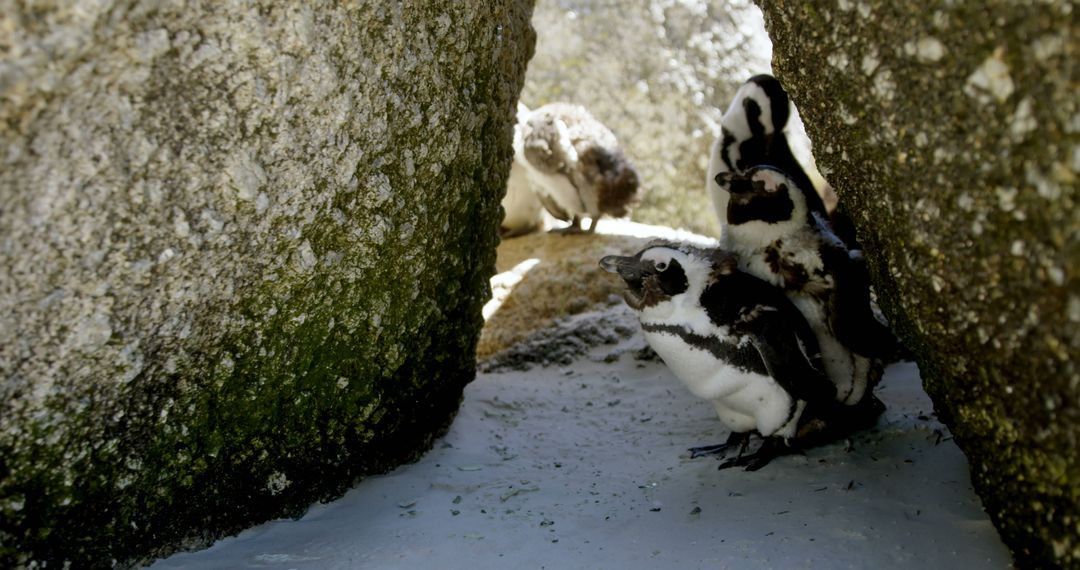 A group of penguins nestled between rocks outdoors - Free Images, Stock Photos and Pictures on Pikwizard.com
