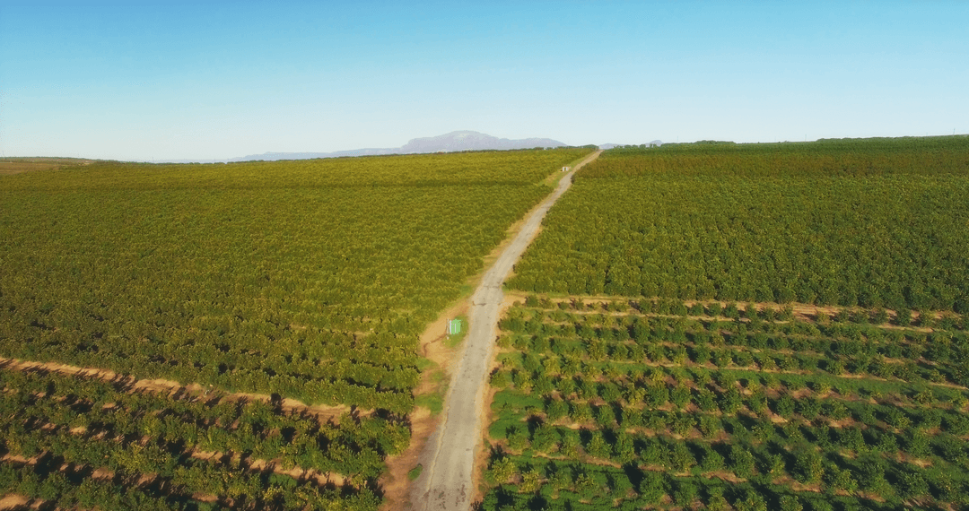 Aerial Panorama of Vast Green Agricultural Fields with Blue Sky