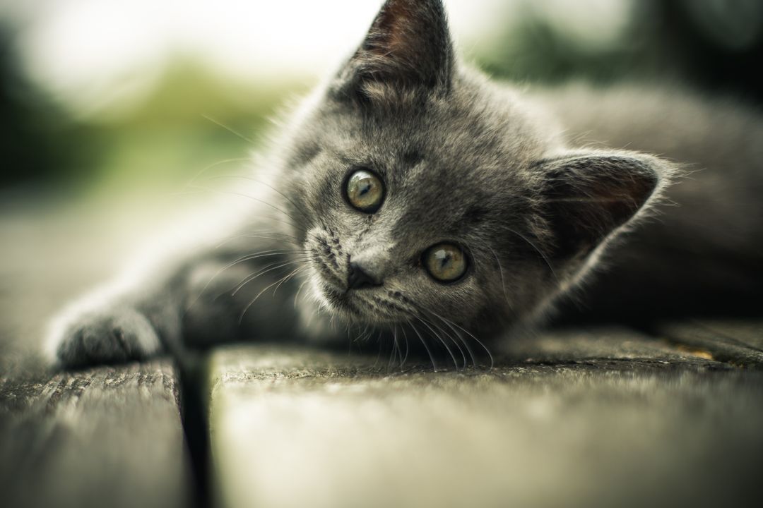 Adorable Gray Kitten Resting on Wood Plank Outdoors - Free Images, Stock Photos and Pictures on Pikwizard.com