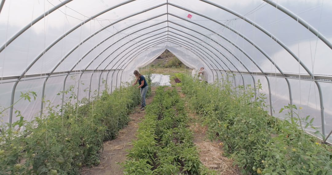 Farmers Tending Plants in Greenhouse - Free Images, Stock Photos and Pictures on Pikwizard.com