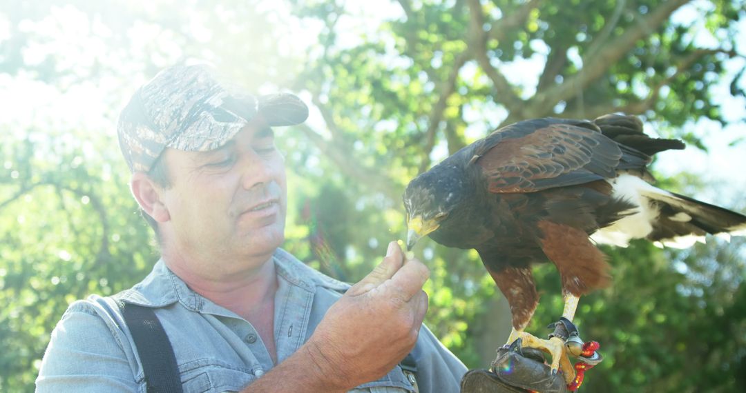 Man feeding trained hawk in peaceful forest sunlight - Free Images, Stock Photos and Pictures on Pikwizard.com