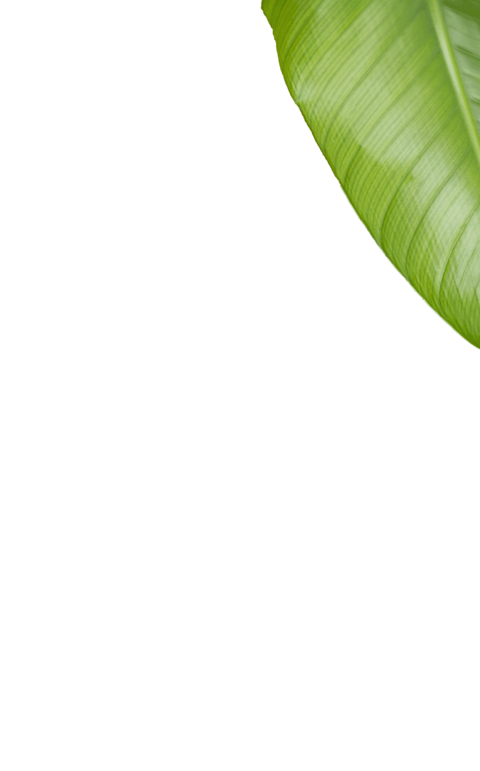 Isolated Green Banana Leaf on Transparent Background