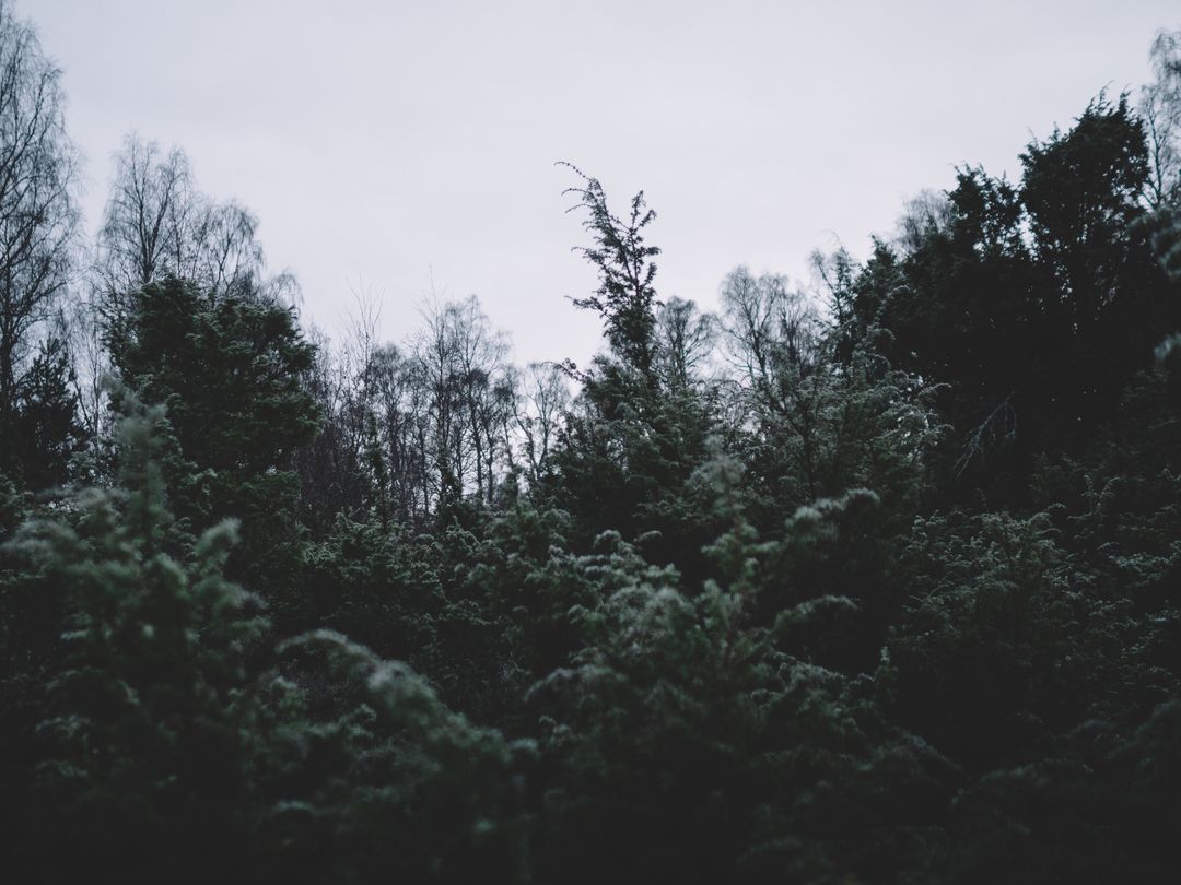 Dark Winter Forest with Snow Covered Trees