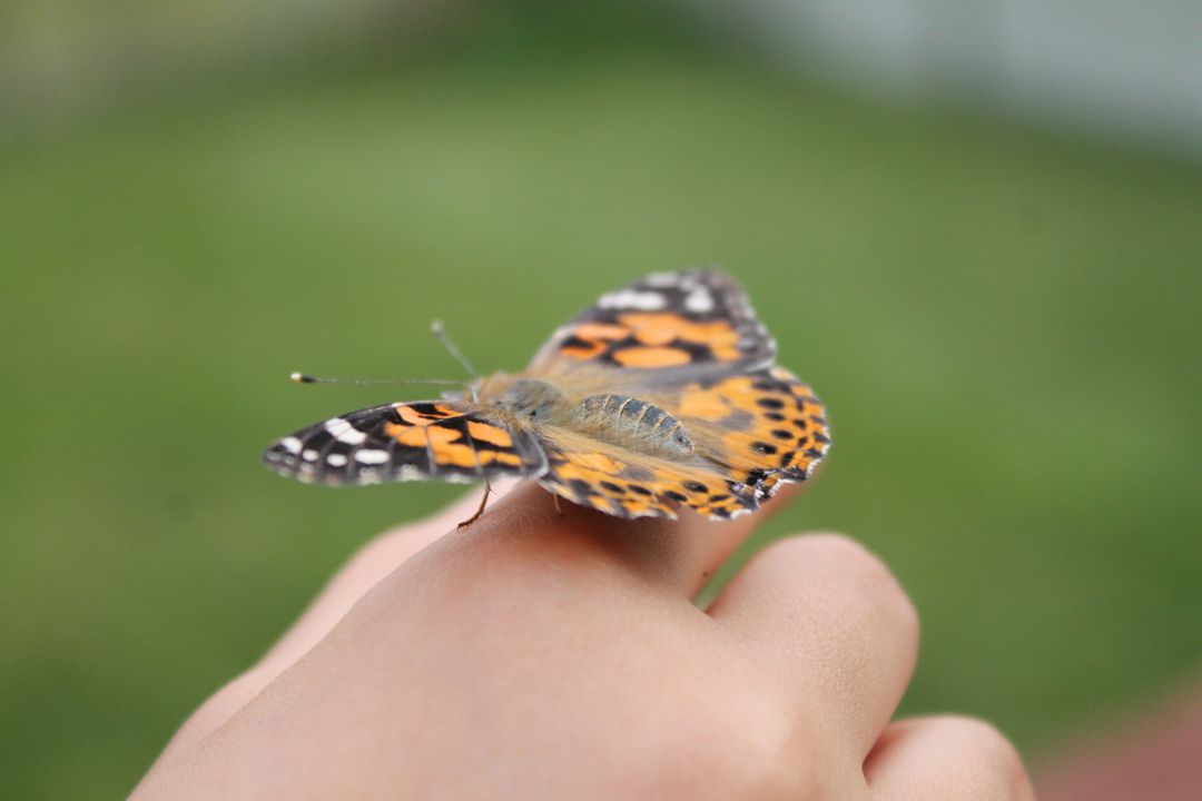 Close-Up of Painted Lady Butterfly Resting on Hand Outdoors - Free Images, Stock Photos and Pictures on Pikwizard.com