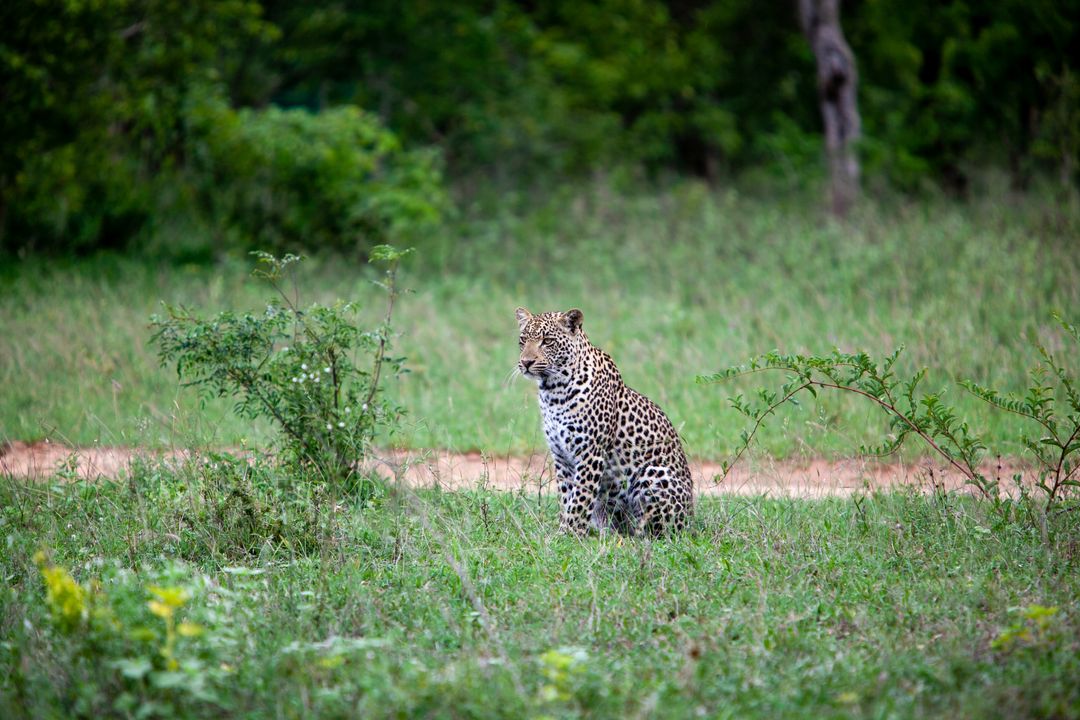 Leopard Sitting in Grass on African Savannah Watching Horizon for Prey and Patrol