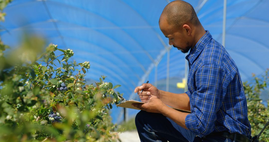 Agricultural Researcher Examining Blueberry Crop in Greenhouse