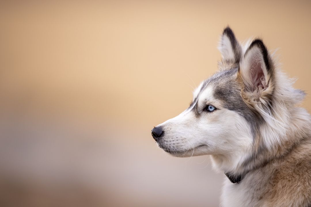 Focus on Siberian Husky Portrait Against Soft Background