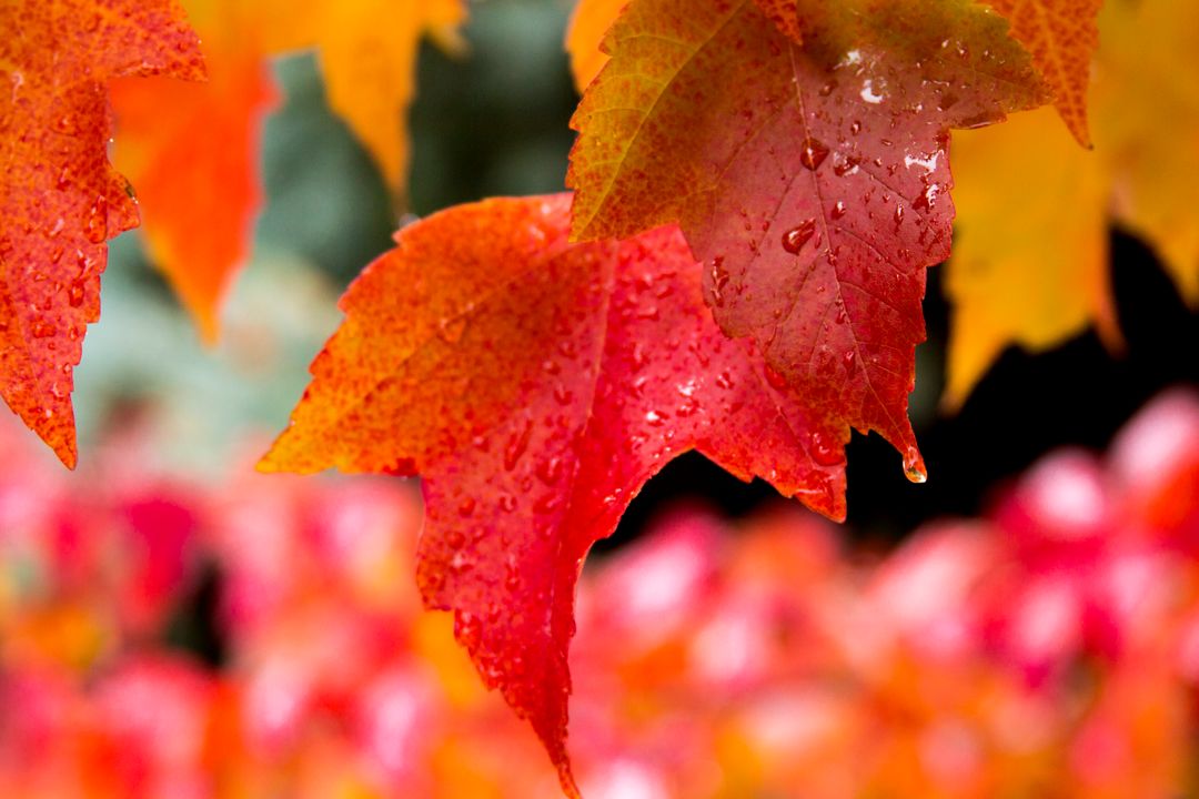 Rain-kissed autumn maple leaves dripping vibrant red orange with soft bokeh background
