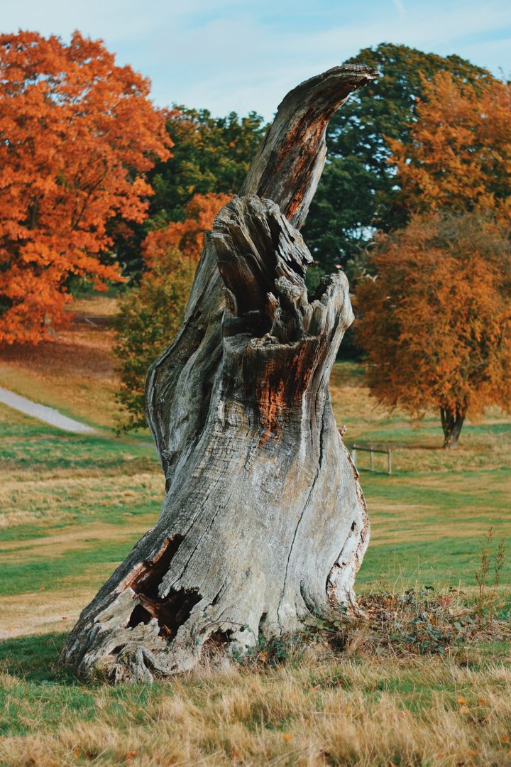 Weathered Tree Stump in Autumn Field with Vibrant Foliage - Free Images, Stock Photos and Pictures on Pikwizard.com