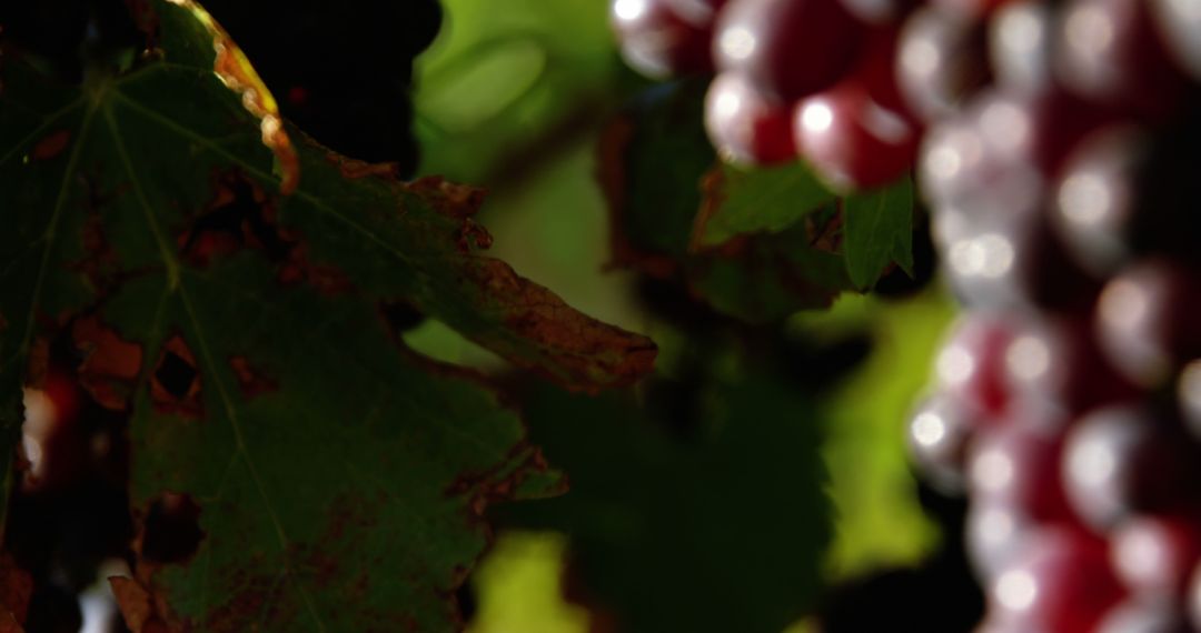 Close-Up of Red Grapes in Vineyard with Blurred Background - Free Images, Stock Photos and Pictures on Pikwizard.com