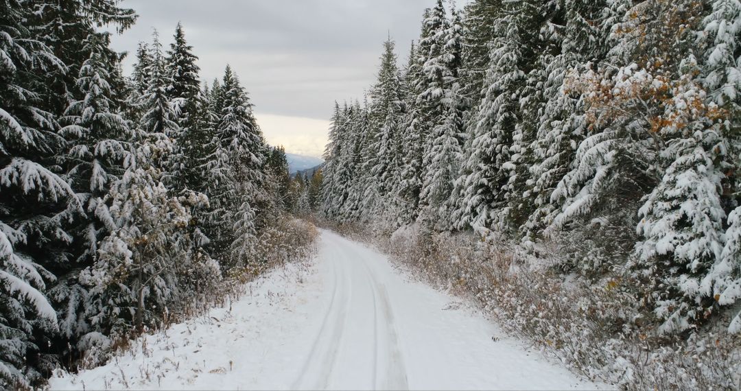 Snow-covered Forest Path in Winter Wonderland - Free Images, Stock Photos and Pictures on Pikwizard.com