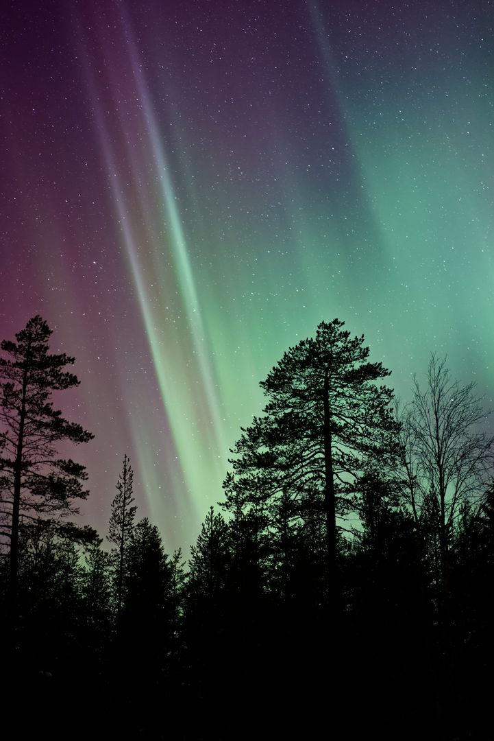 Northern Lights Over Pine Forest at Night - Free Images, Stock Photos and Pictures on Pikwizard.com