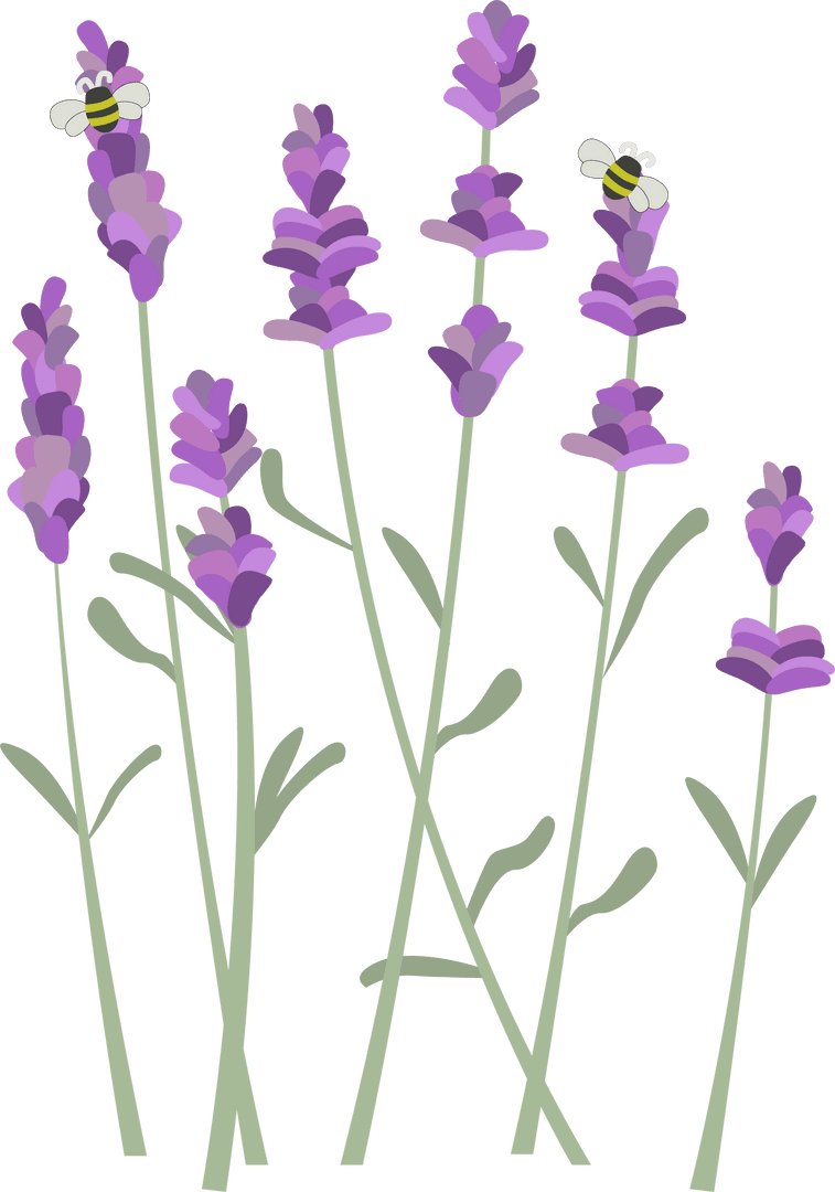 Transparent Botanical Vector with Lavender Stems and Bees
